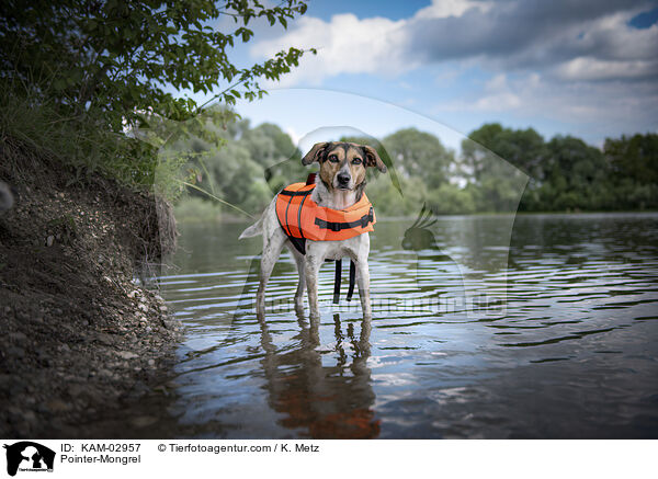 Pointer-Mischling / Pointer-Mongrel / KAM-02957