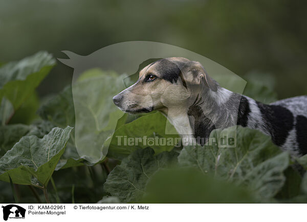 Pointer-Mischling / Pointer-Mongrel / KAM-02961