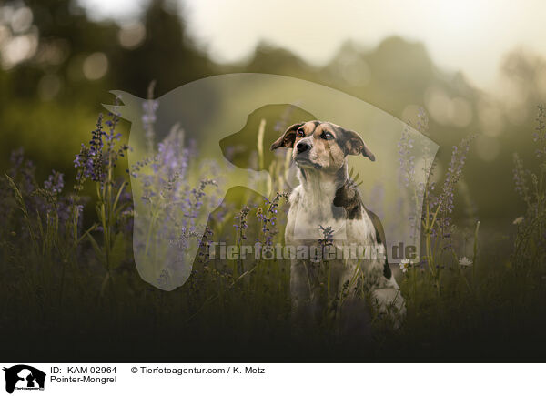 Pointer-Mischling / Pointer-Mongrel / KAM-02964