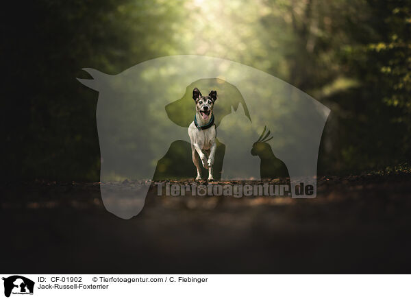 Jack-Russell-Foxterrier / Jack-Russell-Foxterrier / CF-01902
