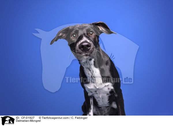 Dalmatiner-Mischling / Dalmatian-Mongrel / CF-01927