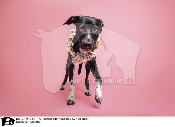 Dalmatiner-Mischling / Dalmatian-Mongrel / CF-01934