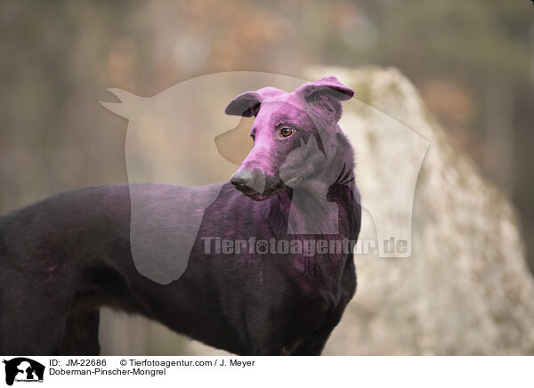 Dobermann-Mischling / Doberman-Pinscher-Mongrel / JM-22686