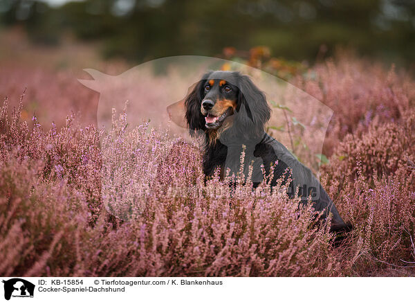 Cocker-Spaniel-Dackel / Cocker-Spaniel-Dachshund / KB-15854