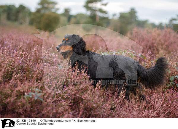 Cocker-Spaniel-Dackel / Cocker-Spaniel-Dachshund / KB-15856