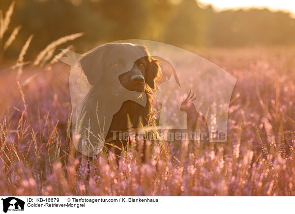 Golden-Retriever-Mischling / Golden-Retriever-Mongrel / KB-16679