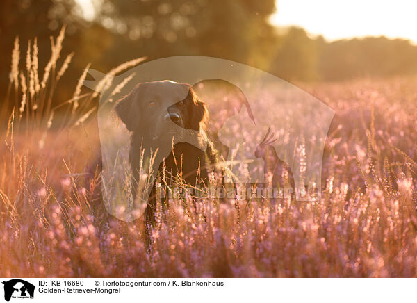 Golden-Retriever-Mischling / Golden-Retriever-Mongrel / KB-16680