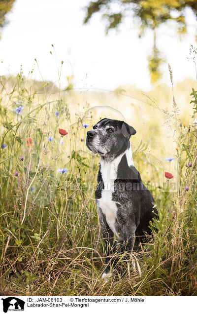 Labrador-Shar-Pei-Mix / Labrador-Shar-Pei-Mongrel / JAM-06103
