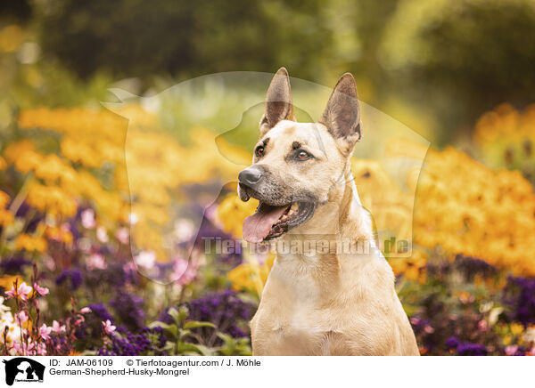 Schferhund-Husky-Mix / German-Shepherd-Husky-Mongrel / JAM-06109