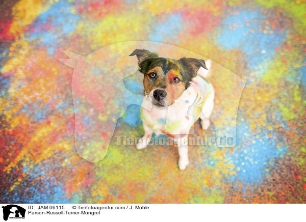 Parson-Russell-Terrier-Mix / Parson-Russell-Terrier-Mongrel / JAM-06115