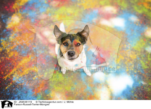 Parson-Russell-Terrier-Mix / Parson-Russell-Terrier-Mongrel / JAM-06119