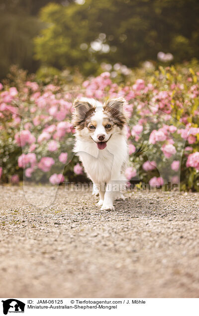 Miniature-Australian-Shepherd-Mix / Miniature-Australian-Shepherd-Mongrel / JAM-06125