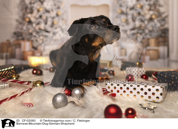 Berner-Sennenhund-Deutscher-Schferhund / Bernese-Mountain-Dog-German-Shepherd / CF-02060