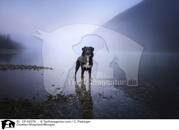 Kroatischer-Schferhund-Mix / Croatian-Shepherd-Mongrel / CF-02078