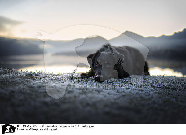Kroatischer-Schferhund-Mix / Croatian-Shepherd-Mongrel / CF-02082