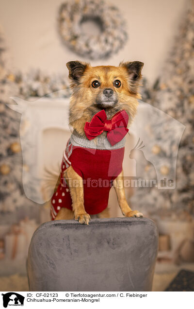 Chihuahua-Zwergspitz-Mix / Chihuahua-Pomeranian-Mongrel / CF-02123