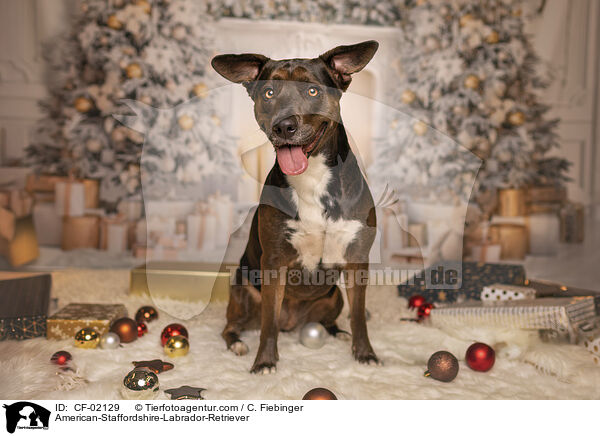 American-Staffordshire-Labrador-Retriever / American-Staffordshire-Labrador-Retriever / CF-02129