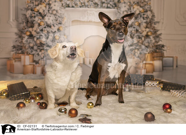 American-Staffordshire-Labrador-Retriever / American-Staffordshire-Labrador-Retriever / CF-02131