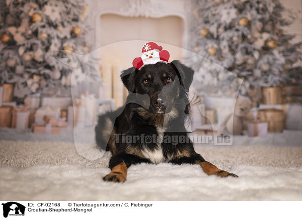 Kroatischer-Schferhund-Mix / Croatian-Shepherd-Mongrel / CF-02168
