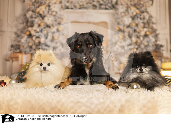 Kroatischer-Schferhund-Mix / Croatian-Shepherd-Mongrel / CF-02183
