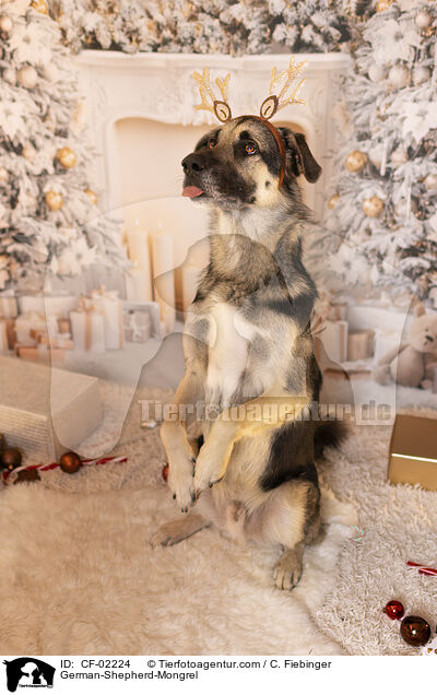 Deutscher-Schferhund-Mischling / German-Shepherd-Mongrel / CF-02224