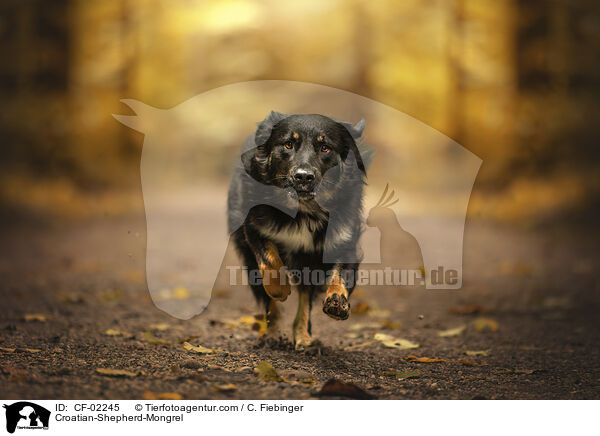 Kroatischer-Schferhund-Mix / Croatian-Shepherd-Mongrel / CF-02245