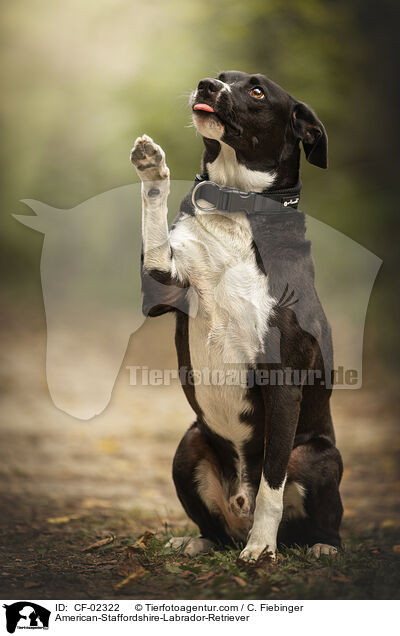 American-Staffordshire-Labrador-Retriever / American-Staffordshire-Labrador-Retriever / CF-02322
