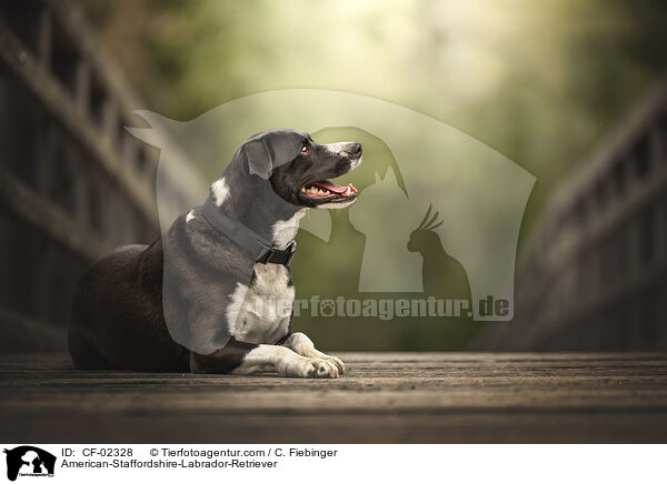 American-Staffordshire-Labrador-Retriever / American-Staffordshire-Labrador-Retriever / CF-02328