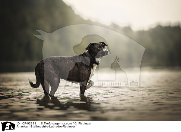 American-Staffordshire-Labrador-Retriever / American-Staffordshire-Labrador-Retriever / CF-02331