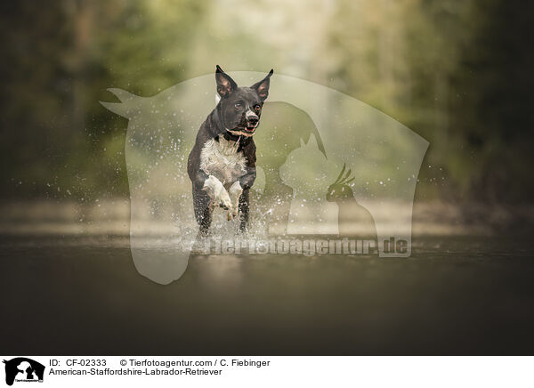 American-Staffordshire-Labrador-Retriever / American-Staffordshire-Labrador-Retriever / CF-02333