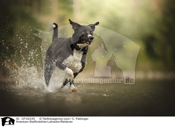 American-Staffordshire-Labrador-Retriever / American-Staffordshire-Labrador-Retriever / CF-02335