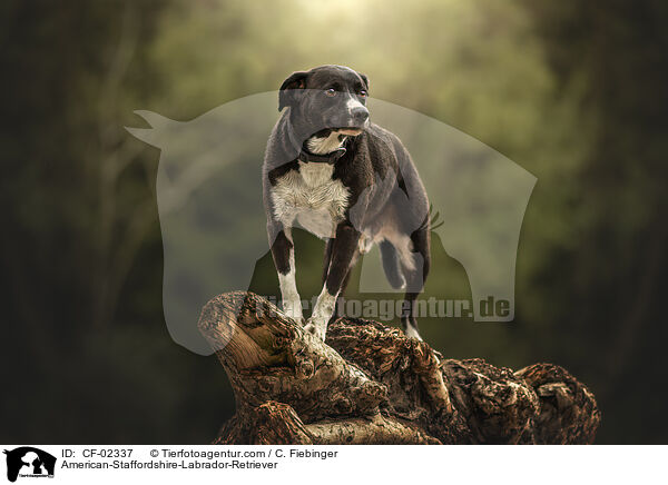 American-Staffordshire-Labrador-Retriever / American-Staffordshire-Labrador-Retriever / CF-02337