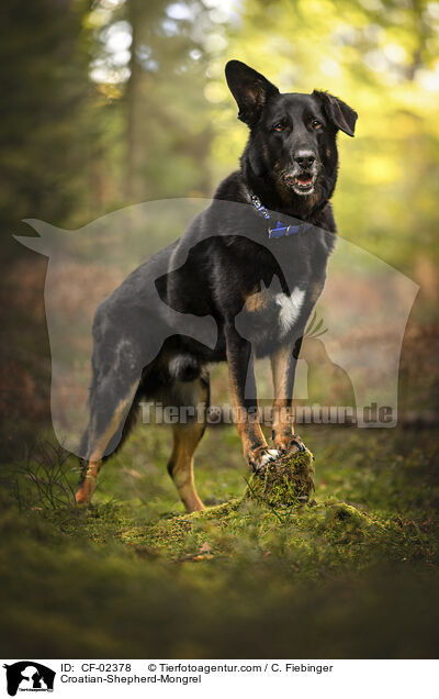 Kroatischer-Schferhund-Mix / Croatian-Shepherd-Mongrel / CF-02378