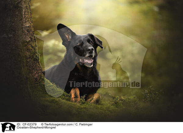 Kroatischer-Schferhund-Mix / Croatian-Shepherd-Mongrel / CF-02379