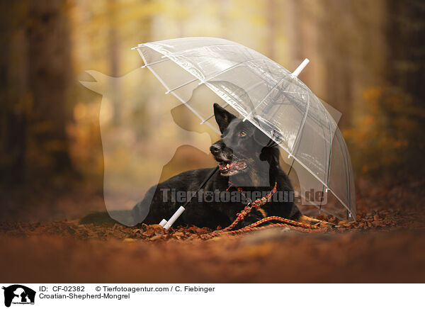 Kroatischer-Schferhund-Mix / Croatian-Shepherd-Mongrel / CF-02382