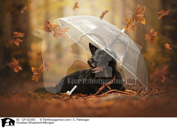 Kroatischer-Schferhund-Mix / Croatian-Shepherd-Mongrel / CF-02383