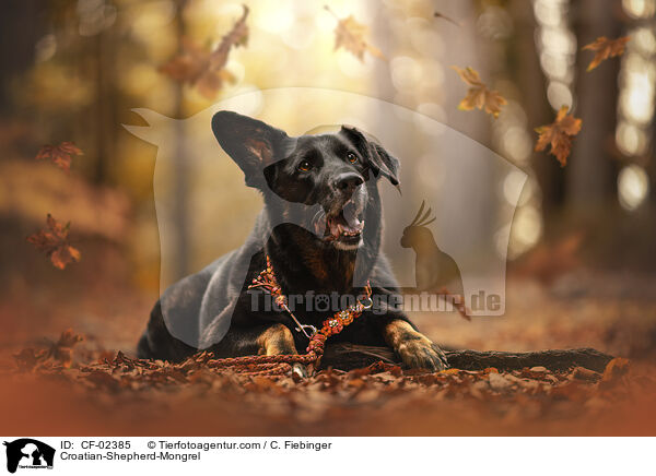 Kroatischer-Schferhund-Mix / Croatian-Shepherd-Mongrel / CF-02385