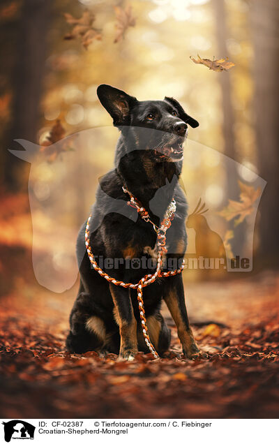 Kroatischer-Schferhund-Mix / Croatian-Shepherd-Mongrel / CF-02387