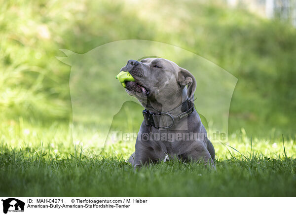 American-Bully-American-Staffordshire-Terrier / American-Bully-American-Staffordshire-Terrier / MAH-04271