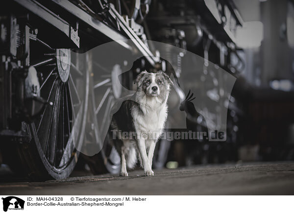 Border-Collie-Australian-Shepherd-Mischling / Border-Collie-Australian-Shepherd-Mongrel / MAH-04328