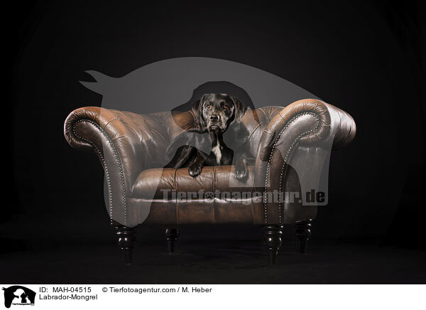 Labrador-Mischling / Labrador-Mongrel / MAH-04515