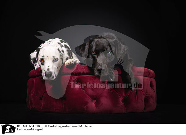 Labrador-Mischling / Labrador-Mongrel / MAH-04516