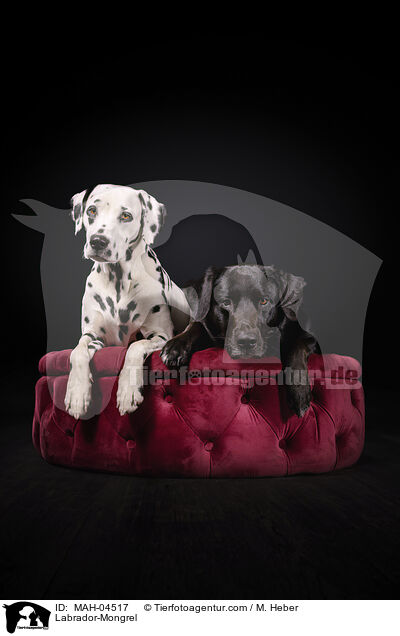 Labrador-Mischling / Labrador-Mongrel / MAH-04517