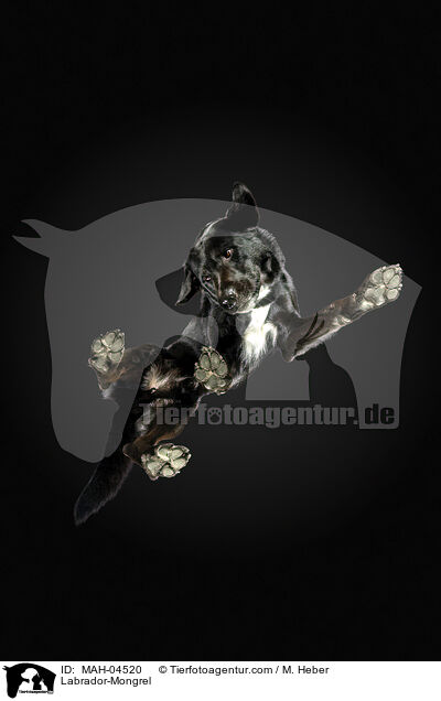 Labrador-Mischling / Labrador-Mongrel / MAH-04520
