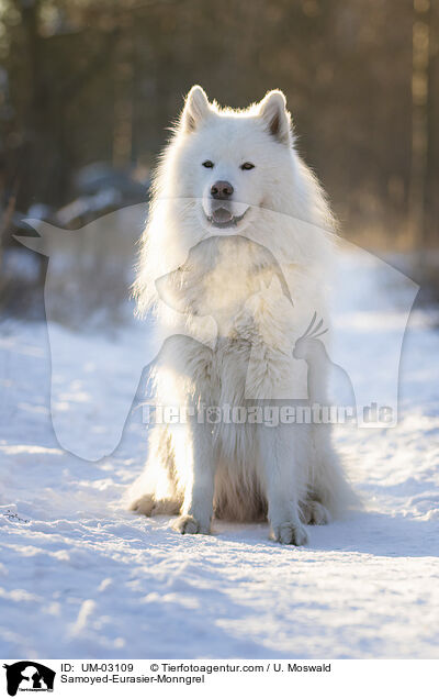 Samojede-Eurasier-Mix / Samoyed-Eurasier-Monngrel / UM-03109