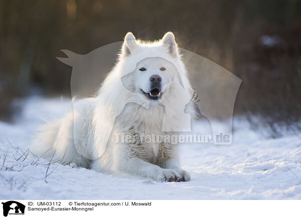 Samojede-Eurasier-Mix / Samoyed-Eurasier-Monngrel / UM-03112