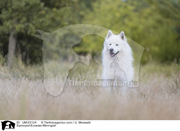 Samojede-Eurasier-Mix / Samoyed-Eurasier-Monngrel / UM-03124