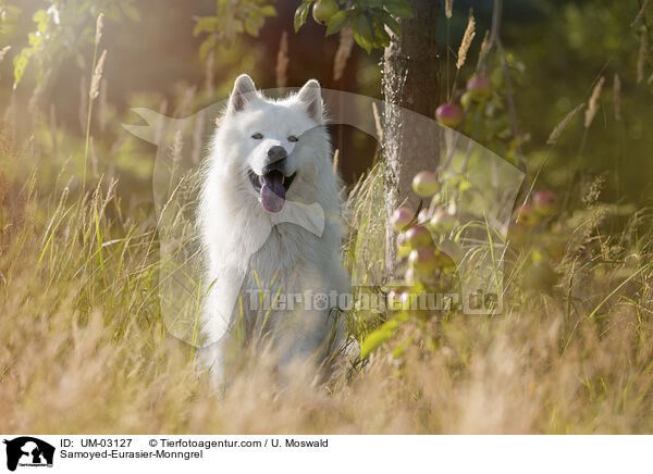 Samojede-Eurasier-Mix / Samoyed-Eurasier-Monngrel / UM-03127