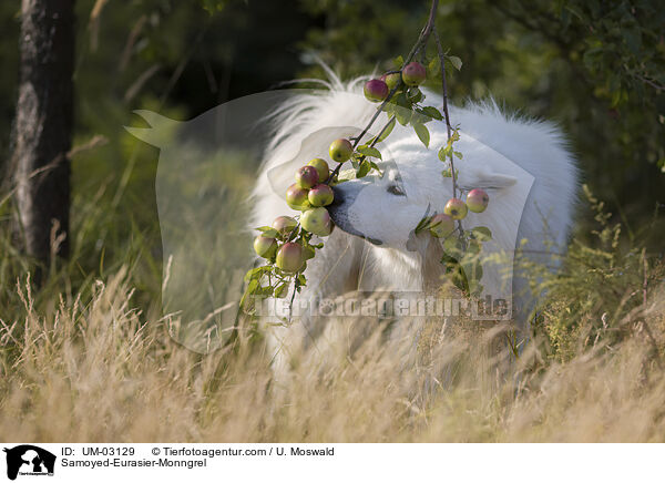 Samojede-Eurasier-Mix / Samoyed-Eurasier-Monngrel / UM-03129
