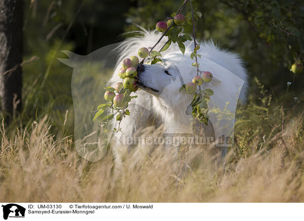 Samojede-Eurasier-Mix / Samoyed-Eurasier-Monngrel / UM-03130